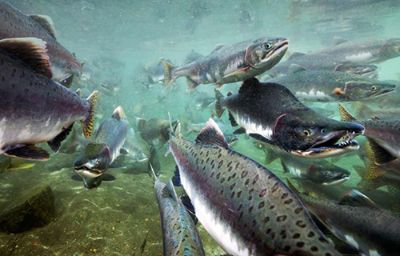 La industria salmonera se ha asentado en el sur de Chile, cambiando la situación de ciudades y localidades. 