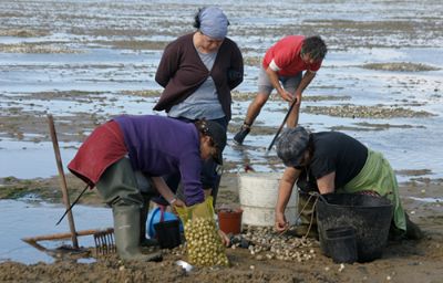 El pasado 29 de abril el gobierno decretó zona de catástrofe en las costas de la Región de Los Lagos debido a la marea roja que por semanas afecta a la zona.