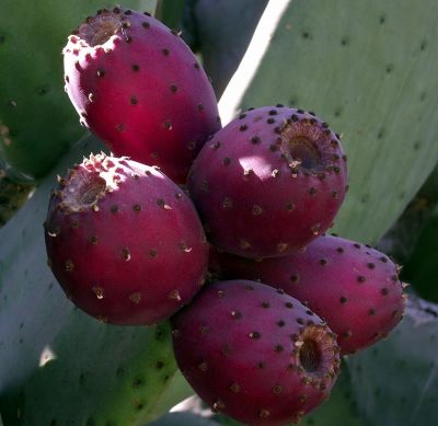 En Chile sólo se consume masivamente el fruto del nopal, la tuna, a diferencia de países como México en donde las paletas de la planta son consumidas habitualmente en la dieta.