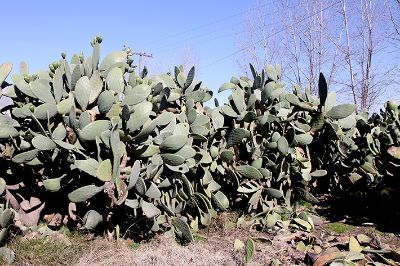 Las paletas de nopales pueden ser utilizadas en diversas preparaciones y para alimentar a animales. 