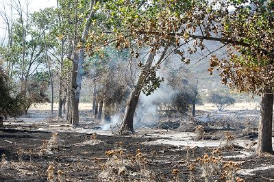 El incendio de inició el lunes 14 de noviembre y afectó cerca de un 70 por ciento del terreno universitario. 