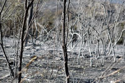 Los próximos días, la Conaf emitirá un informe final del proceso de trabajo en la zona afectada.