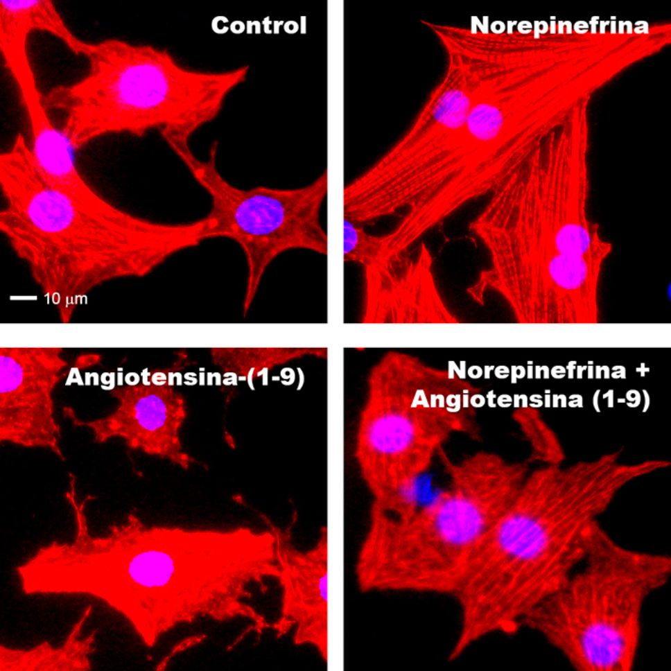 La angiotensina 1-9, se pensaba que era un componente inactivo. Los investigadores del ACCDiS descubrieron que tiene actividad biológica, y una acción completamente contraria a la angiotensina II.