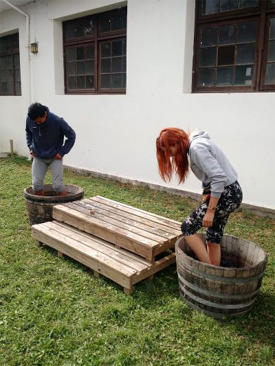 Junto con la cosecha se realizó también la tradicional pisada de la uva.