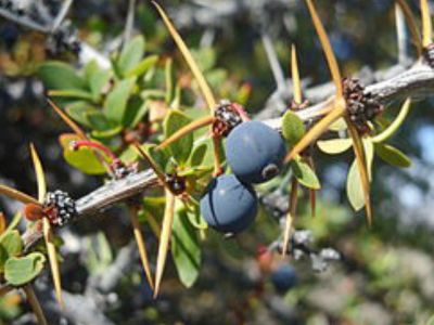 El calafate es un fruto que se encuentra de manera silvestre en la Patagonia chilena y argentina.