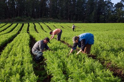 La bioquímica explicó además que las frutas y verduras frescas que se consumen en Chile no son transgénicos.