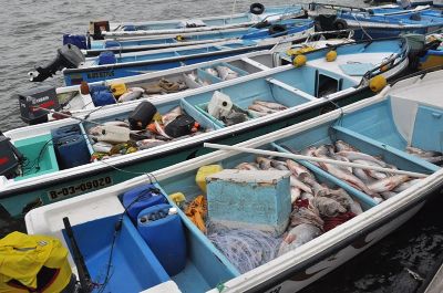 Los peces que se alimentan del medio marino natural poseen más Omega 3 que aquellos que se cultivan en la acuicultura.