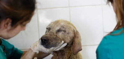 Durante los incendios de 2017, el Colegio Médico Veterinario organizó a voluntarios y médicos veterinarios para el rescate y la atención clínica de los animales afectados. 