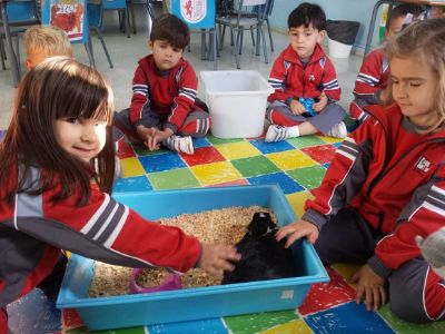 En estudios comparativos realizados en 43 países del mundo, se señala que la educación influye directa o indirectamente en el éxito de un programa de control poblacional de mascotas.