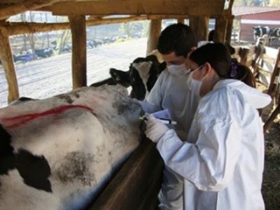 El resultado de esta acreditación representa el reconocimiento de la calidad académica que posee la Facultad de Ciencias Veterinarias y Pecuarias en el contexto latinoamericano. 