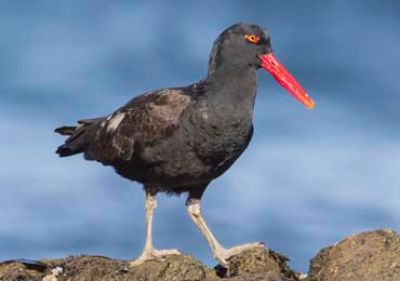 La app y el sitio reúnen a más de 200 aves, las que además cuentan con datos curiosos, su situación de conservación, entre otros. En la imagen el Pipilén Negro.