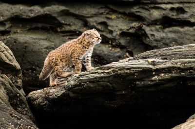 Las principales amenazas que enfrenta esta especie son la pérdida de su hábitat, los ataques y transmisión de infecciones por perros y gatos, la caza ilegal y los atropellos.