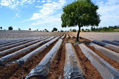 Esta iniciativa busca posicionar la frutilla como un producto ecológico y con identidad regional.