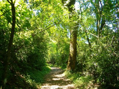 "Es urgente implementar medidas de gobernanza que permitan revertir los daños y cambios que en ellos están ocurriendo", señalan los académicos en relación a la actual situación de los bosques.