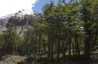 "El manejo activo con base científica de los bosques nativos es fundamental para mantener y asegurar su diversidad, su productividad y su resiliencia y capacidad adaptativa", enfatizan los expertos.