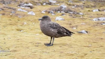 El págalo grande o skúa, ave caracterizada por su gran tamaño y agresividad, es una de las especies estudiadas en el marco de este proyecto.