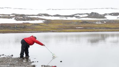 Otra línea de investigación estudia diversas bacterias e invertebrados de agua dulce presentes en charcos y lagunas de la Antártica, como los copépodos Boeckella y los crustáceos Branchinecta.