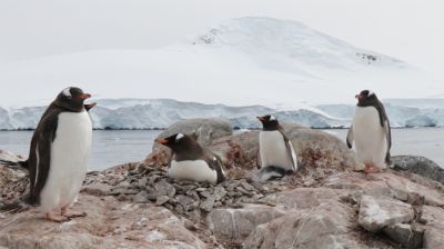 Uno de los hallazgos del proyecto es la identificación de una mayor resiliencia al cambio climático de los pingüinos barbijo. Lo contrario ocurriría con los pingüinos de la variedad papúa.