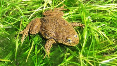 La ranita del Loa es un anfibio 100 por ciento acuático que puede alcanzar los 6 cms. de largo. La especie, en peligro crítico de extinción, habita en un estero ubicado a 3 kms. al sur de Calama.