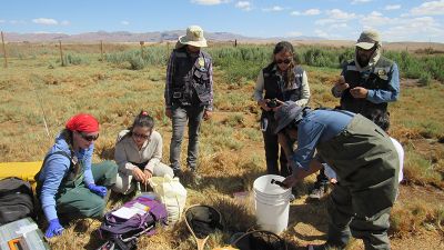 En la última visita al sector Las Vertientes, hábitat natural de esta ranita, se detectó un nuevo individuo no registrado con chip y renacuajos, lo que confirma que se estaría reproduciendo.