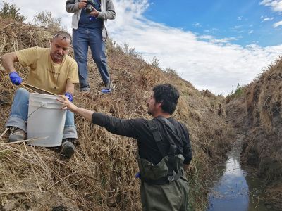 Imágenes del rescate de 62 ranitas del Loa realizado en junio de 2019. 14 de estos anfibios fueron trasladados al Zoológico Metropolitano para conservación en cautiverio.