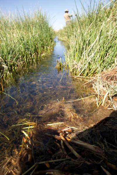 Fotografía del 2015 correspondiente al pequeño estero en el que habita esta especie, lugar que el primer semestre del año pasado estuvo casi completamente seco.