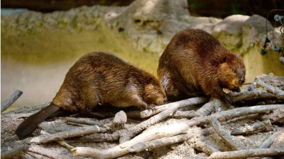 Los bosques nativos se han visto afectados por el desvío de agua que genera esta especie acuática al fabricar las represas para su subsistencia. 