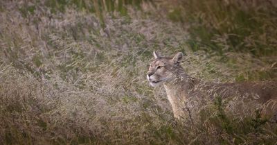 Puma en Parque Nacional Torres del Paine.