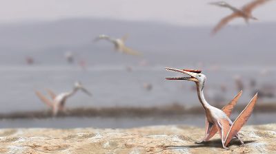 Pterodáctilo de la familia Ctenochasmatidae, reptil volador que habitó el norte de Chile hace unos 150 millones de años. Sería el primero de este grupo autóctono de nuestro país (Mauricio Álvarez).