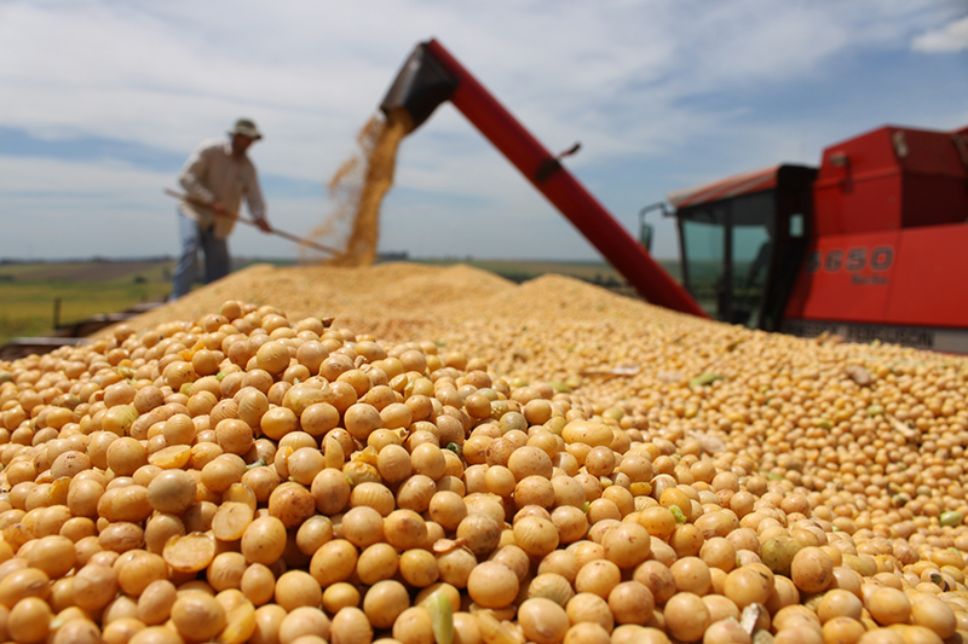 La confianza en la autorregulación del mercado y el redireccionamiento productivo de cultivos y tierras generó una baja de 86 por ciento en la producción de legumbres respecto de hace 30 años.