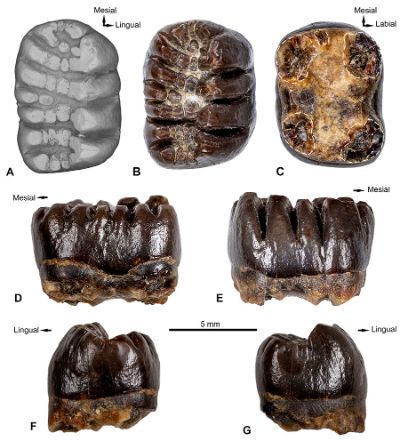 La especie fue identificada a partir de piezas dentales encontradas en expediciones anuales sucesivas realizadas cerca las Torres del Paine desde febrero del 2017.