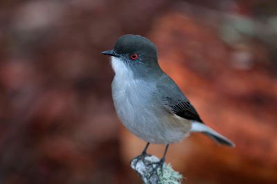 La Región de Magallanes y de la Antértica Chilena posee una riqueza única por su biodiversidad, amenazada actualmente por la acción humana, el cambio climático y la presencia de especies invasoras.