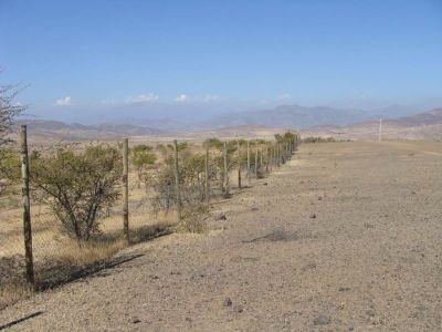 Forestación con Algarrobo, recuperación de un terreno degradado en la Región de Coquimbo.