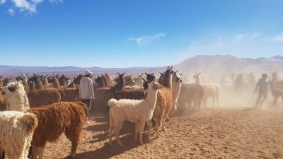 Depredadores como pumas, cóndores y zorros, se acercan a la población humana por la falta de alimento, atacando ganado de llamas, guanacos y cabras.