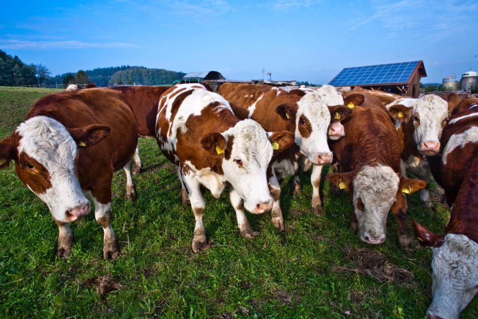 Durante la pandemia el CICUA desarrolló el formulario "Protocolo de Contingencia COVID-19" y, además, se elaboró la encuesta "Plan de contingencia CoViD-19"  para asegurar el bienestar animal.