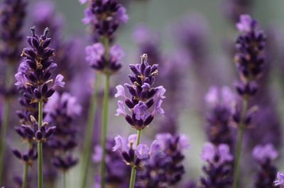 La lavanda ofrece múltiples propiedades para protegerse en el marco de la pandemia, las cuales pueden ser aprovechadas a través del uso de aceites esenciales.