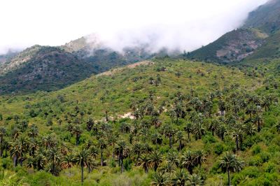 Es importante educar a la población sobre conservación. En el Parque Nacional La Campana de la V Región, por ejemplo, una de las principales amenazas a la Palma Chilena viene de localidades aledañas.