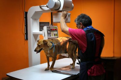 Las y los profesionales deben velar por la bioseguridad, buenas prácticas de higiene y de producción para proteger el bienestar animal, humano y medioambiental.