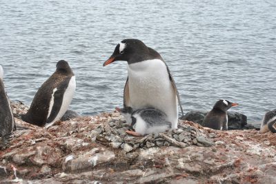 El virus es el Orthoavulavirus Aviar 1 (AoaV-1), patógeno que provoca la enfermedad de Newcastle, una importante infección contagiosa propia de las aves de corral.