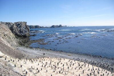 Se observó una alta proporción de individuos positivos del pingüino de Magallanes, mayor al 30 por ciento. En la Antártica, en cambio, los pingüinos presentaron una menor positividad.