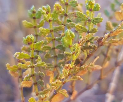 El trabajo también espera salvaguardar el patrimonio natural del territorio, que se enfrenta a numerosas amenazas como la pérdida de la flora nativa.