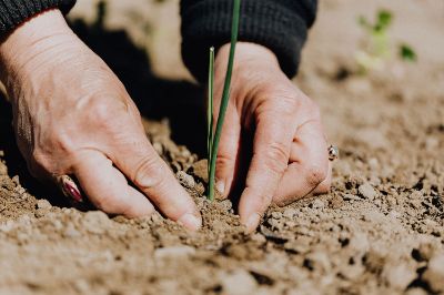 La mega sequía que afecta al país, particularmente a la zona central, ha puesto en el centro del debate el desarrollo de una agricultura sustentable.