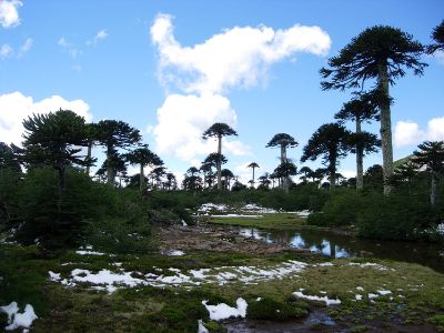 Araucarias y alerces, dos especies icónicas de la vegetación endémica de nuestro país, registran un 95 por ciento de vulnerabilidad frente al impacto del calentamiento global.