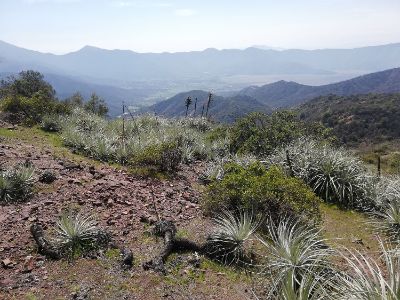 El estudio plantea que si bien las áreas expuestas a un alto riesgo aumentarían, habrá zonas que operarán como importantes refugios climáticos.