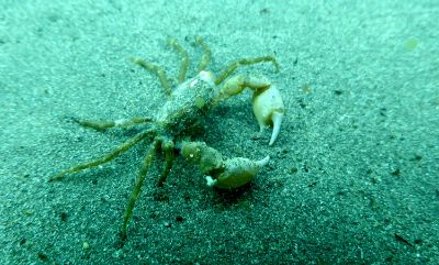 El cangrejo Halicarcinus planatus, una especie propia del territorio subantártico y patagónico, jamás había sido reportado en la Antártica hasta el 2010.