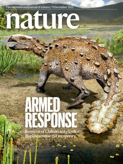 "Respuesta Armada. Restos de anquilosaurio chileno muestran un armamento de cola único" fue el título de la última portada de revista Nature, donde se destaca el hallazgo del Stegouros elengassen.