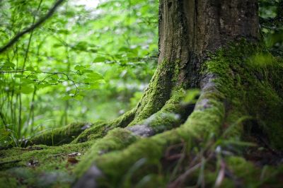 El objetivo del programa es abordar la ecología y el medio ambiente desde una perspectiva transdisciplinaria.