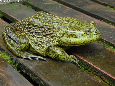 Calyptocephalella gayi, más conocida como rana gigante chilena, es considerada un verdadero "fósil viviente". Esta especie está emparentada con una de las ranas descubiertas en la Patagonia.