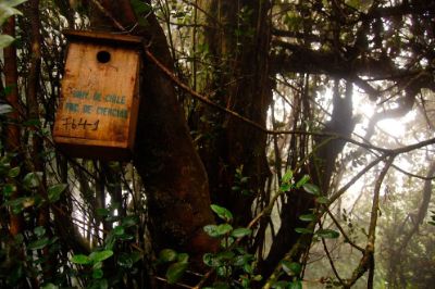 Esta "paternidad extra pareja" no afectaría el comportamiento del rayadito macho en el nido, a diferencia de otras aves que sí tienden a disminuir el cuidado parental en estos casos.