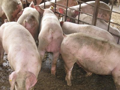 Al superar los 100 kilos, los cerdos producen feromonas que provocan un fuerte olor que se transmite a la carne para el consumo, lo que disminuye su calidad.